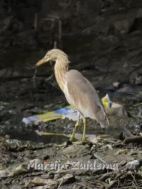 Indische ralreiger [Ardeola grayii]